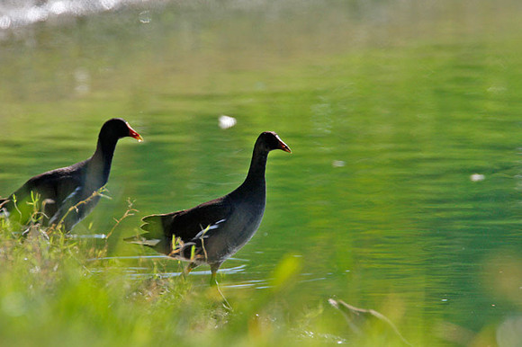 Common Moorhen (Gallinula chloropus) also known as Common Gallinule