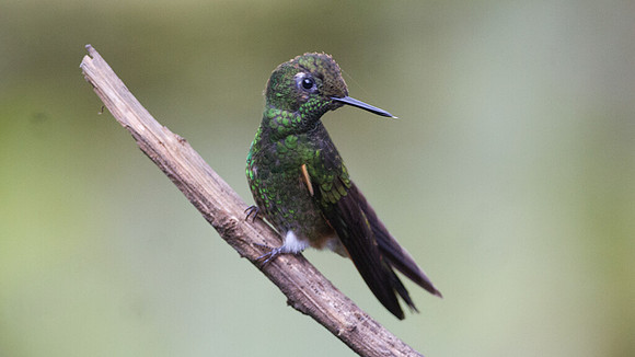 Buff-tailed Coronet (Boissonneaua flavescens)