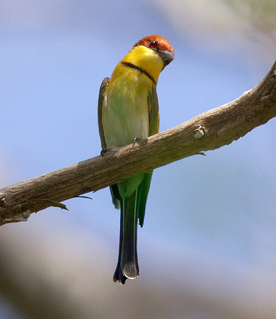 Chestnut-headed bee-eater (Merops leschenaulti)