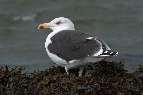 Great Black-backed Gull (Larus marinus)