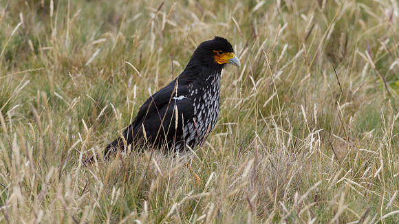 Carunculated Caracara (Phalcoboenus carunculatus)