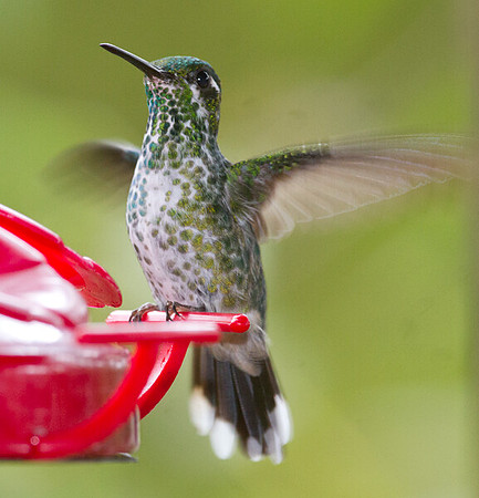 Purple-bibbed Whitetip (Urosticte benjamini) female