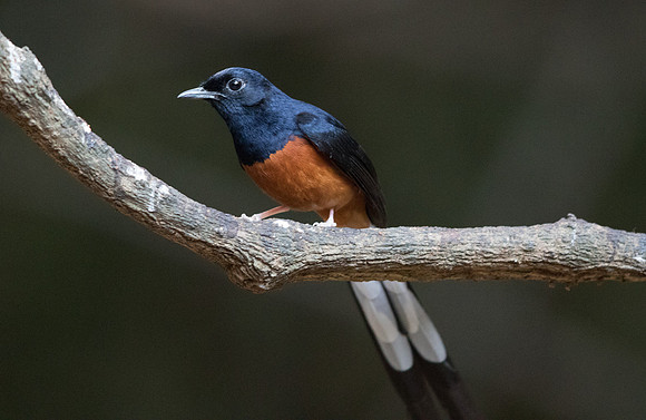 White-rumped shama (Copsychus malabaricus) Male