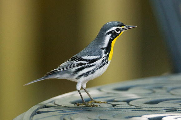 Yellow-throated Warbler (Dendroica dominica)