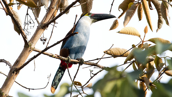 Black-billed Mountain Toucan (Andigena nigrirostris)