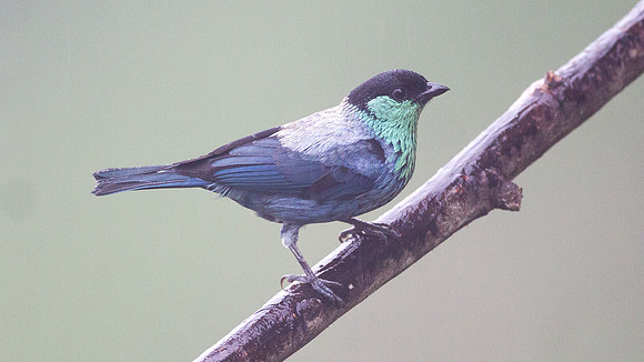 Black-capped Tanager (Tangara heinei)