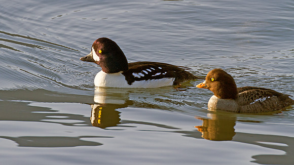 Barrow's Goldeneye (Bucephala islandica)