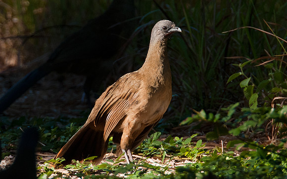 Plain Chachalaca (Ortalis vetula)