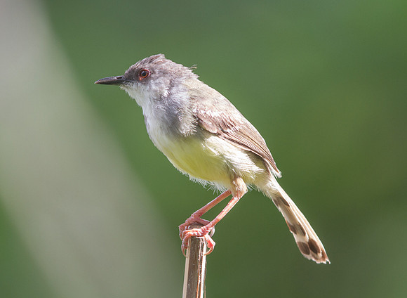 Bar-winged prinia (Prinia familiaris)