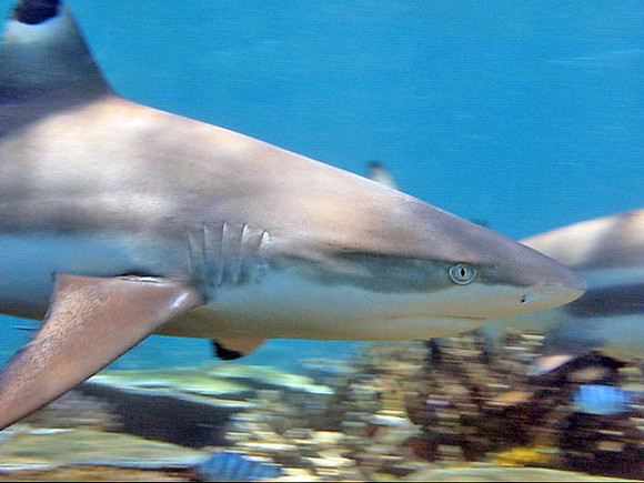 Blacktip Reef Shark (Carcharhinus melanopterus)