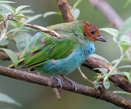 Bay-headed Tanager (Tangara gyrola)