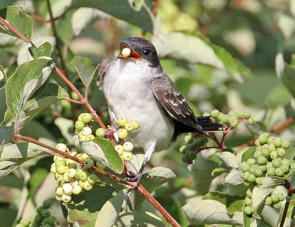 Eastern Kingbird (Tyrannus tyrannus)