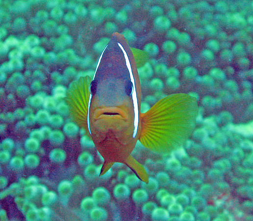 Clownfish (Family Pomacentridae)