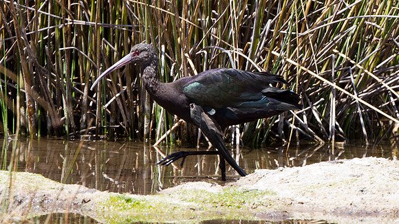 Puna Ibis (Plegadis ridgwayi)