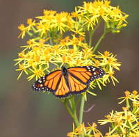 Monarch butterfly (Danaus plexippus)