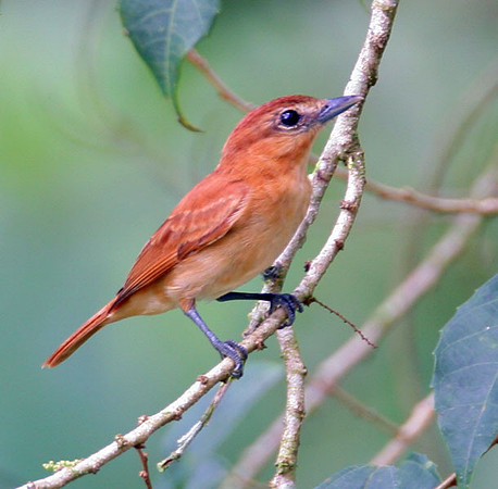 Cinnamon Becard (Pachyramphus cinnamomeus)