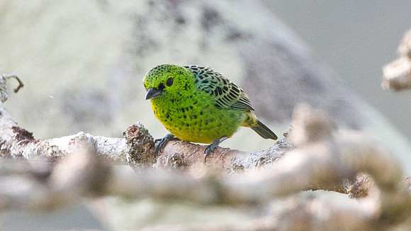 Yellow-bellied Tanager (Tangara xanthogastra)