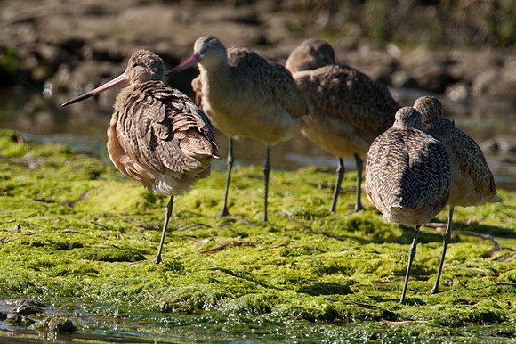 Marbled Godwit (Limosa fedoa)