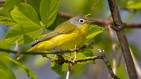 Nashville Warbler (Vermivora ruficapilla)