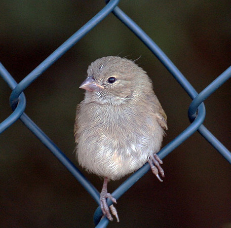 Black-faced Grassquit (Tiaris bicolor)