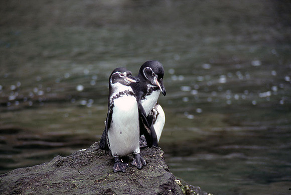 Galapagos Penguin (Spheniscus mendiculus)