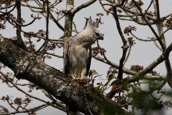 Harpy Eagle (Harpia harpyja)