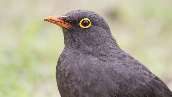 Great Thrush (Turdus fuscater)