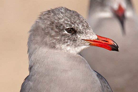 Heermann's Gull (Larus heermanni)