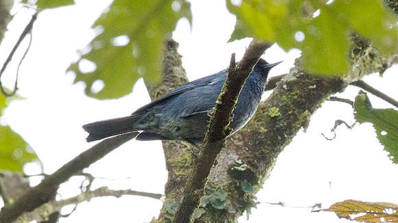 Bluish Flowerpiercer (Diglossopis caerulescens)