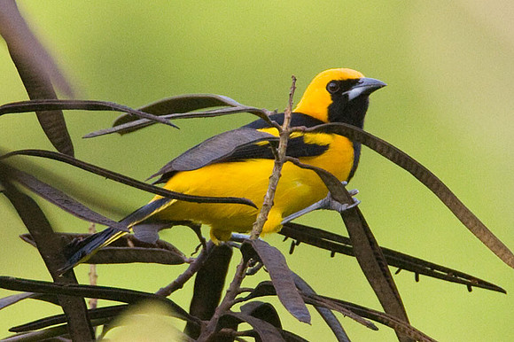 Yellow-tailed Oriole (Icterus mesomelas)