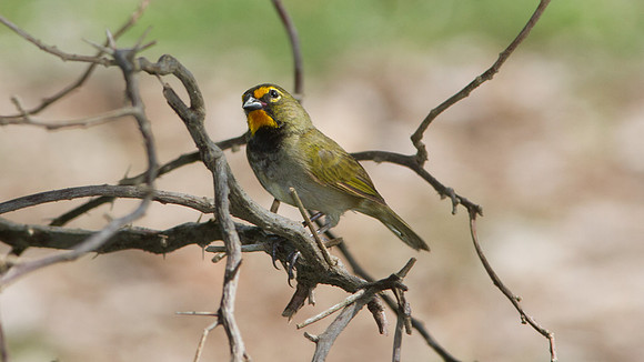 Yellow-faced Grassquit (Tiaris olivaceus)