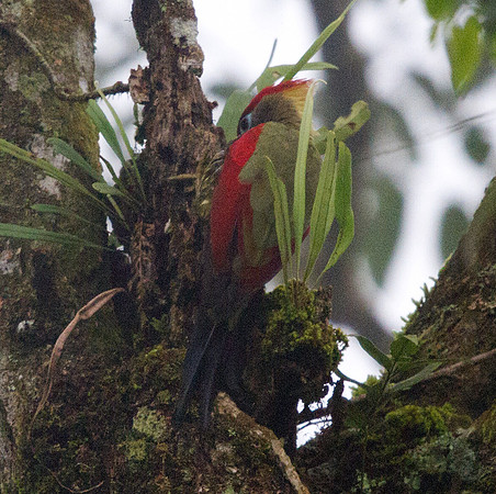 Crimson-winged woodpecker (Picus puniceus)