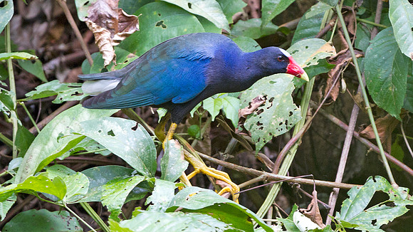 Purple Gallinule (Porphyrio martinica)