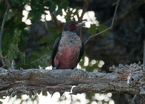 Lewis's Woodpecker (Melanerpes lewis)