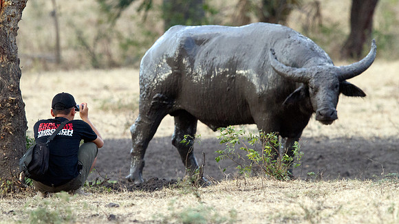 Wild water buffalo (Bubalus arnee)