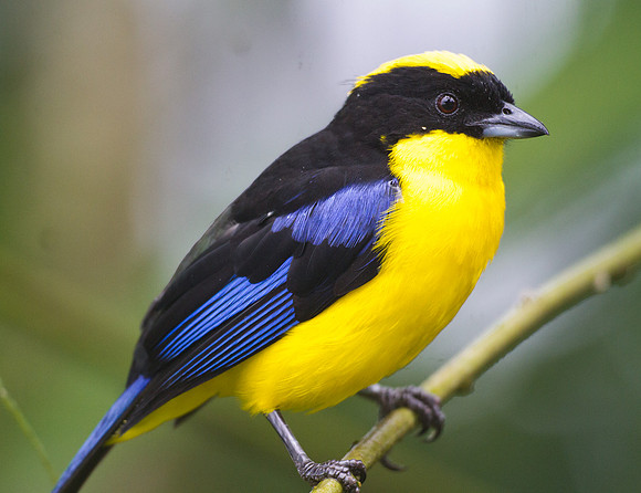 Blue-winged Mountain Tanager (Anisognathus somptuosus)