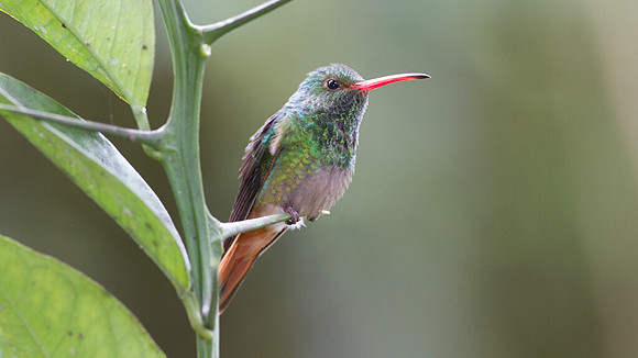 Rufous-tailed Hummingbird (Amazilia tzacatl)