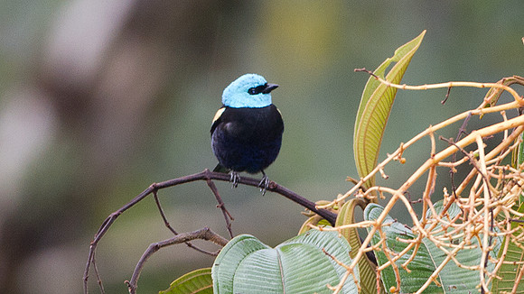 Blue-necked Tanager (Tangara cyanicollis)
