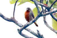 Chestnut-bellied Seedeater (Sporophila castaneiventris)