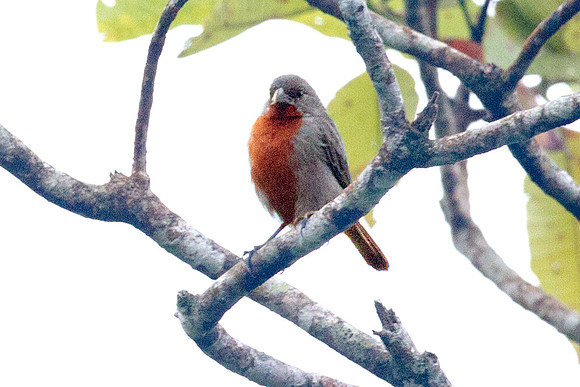 Chestnut-bellied Seedeater (Sporophila castaneiventris)