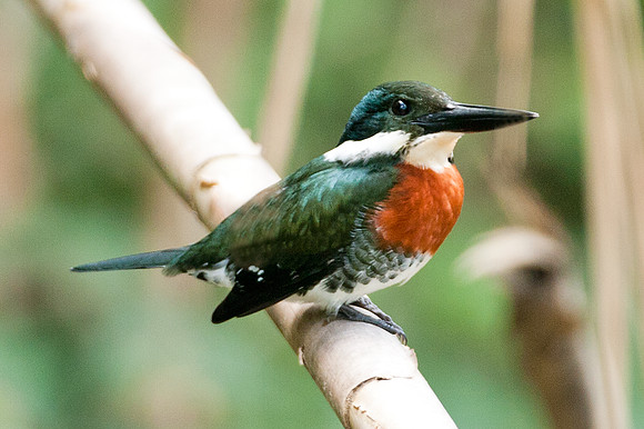 Green Kingfisher (Chloroceryle americana) Male