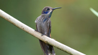 Brown Violetear (Colibri delphinae)