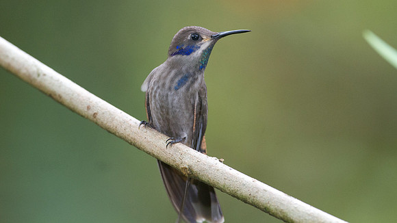 Brown Violetear (Colibri delphinae)