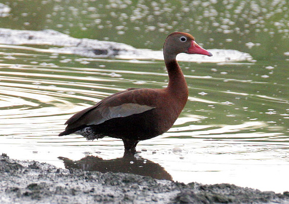 Black-bellied Whistling-duck (Dendrocygna autumnalis)