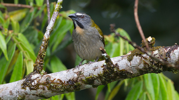 Buff-throated Saltator (Saltator maximus)