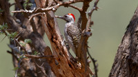 Cardinal Woodpecker (Dendropicos fuscescens) Male