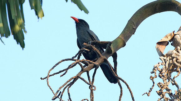 Black-fronted Nunbird (Monasa nigrifrons)