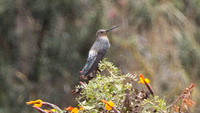 Giant Hummingbird (Patagona gigas)