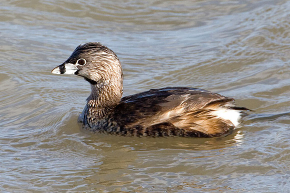 Pied-billed Grebe (Podilymbus podiceps)