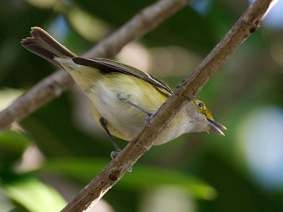 White-eyed Vireo (Vireo griseus)